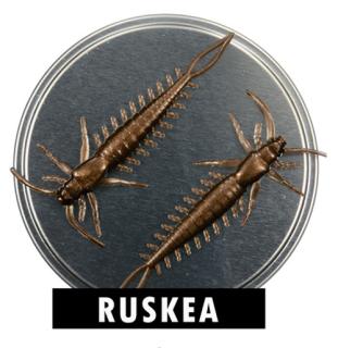 Microbite Arthropod väri Ruskea